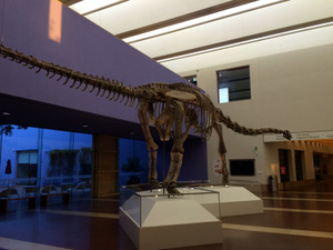 Dinosaur skeleton at the Forth Worth Museum of Science and History